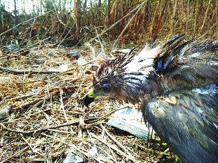 Heavy bumps of animal-birds | पशू-पक्ष्यांना उष्माघाताचा त्रास