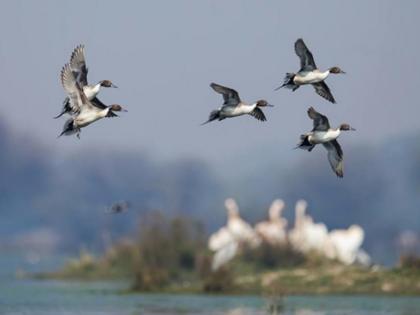 Separate hospital for Pune will be set up for birds | पुण्यात पक्ष्यांसाठी स्वतंत्र रुग्णालयाची उभारणी होणार