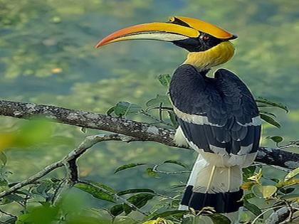 The fame of the Indian hornbill bird will spread in Bangkok! | भारतीय हाॅर्नबील पक्ष्याची ख्याती गाजणार बँकॉकमध्ये !