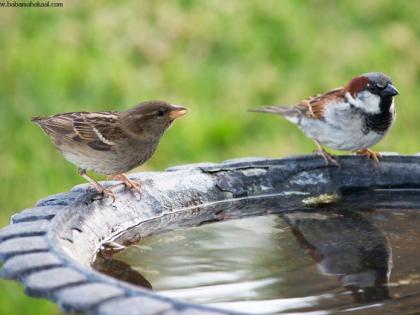 Nature's love; Filled whole grains and water; Birds and animals campaign ..! | निसर्गप्रेमींची हाक; मुठभर दाणे अन् ओंजळभर पाणी; पक्षी-प्राण्यांसाठी अभियान..!