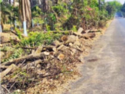 Bullet train and Mumbai-Baroda highway will kill 4 thousand trees | बुलेट ट्रेन आणि मुंबई- बडोदा महामार्ग घेणार ४ हजार झाडांचा बळी