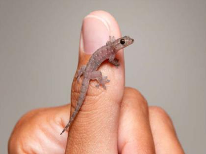 Feel dirty looking Lizards? But Lizards gives signs of good and bad; Read more! | पाल पाहून घाण वाटते? पण पालीचे दर्शन देतात शुभ अशुभाचे संकेत; वाचा शास्त्रानुभव!`