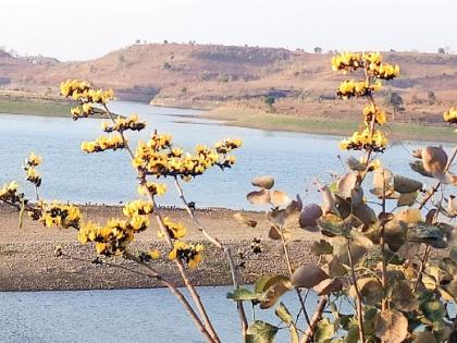 rare yellow palash flowers bloom in melghat amravati | मेळघाटात फुलला दुर्मीळ पिवळा पळस; केशरी, लाल फुलांनी बहरले माळरान