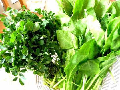 Spend this week on leafy vegetables! | एवढा आठवडा पालेभाज्यांवर भागवा!