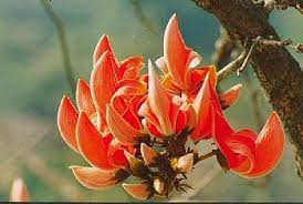 शेतक-यांचा पळस वृक्ष रक्षणाचा संकल्प  