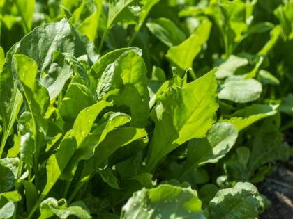 Heavy rains cause major damage to leafy vegetables; Prices skyrocket; One pair costs Rs 50 | जोरदार पावसामुळे पालेभाज्यांचे मोठे नुकसान; दर भिडले गगनाला; एक जुडी ५० रुपये