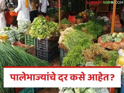 Latest News Decrease in production of leafy vegetables, double increase in prices, only onion, potato prices are low, read in detail | Vegetable Market : पालेभाज्यांच्या उत्पादनात घट, दरात दुप्पट वाढ, केवळ कांदा, बटाटा दर कमी, वाचा सविस्तर Latest News Decrease in production of leafy vegetables, double increase in prices, only onion, potato prices are low, read in detail | Vegetable Market : पालेभाज्यांच्या उत्पादनात घट, दरात दुप्पट वाढ, केवळ कांदा, बटाटा दर कमी, वाचा सविस्तर