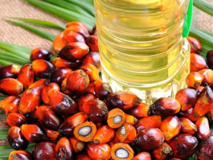 Expert advice; Palm oil is harmful to the heart; It is advisable to avoid cooking! | तज्ज्ञांचा सल्ला; पामतेल हृदयासाठी अपायकारक; स्वयंपाकात वापर टाळणे योग्यच !