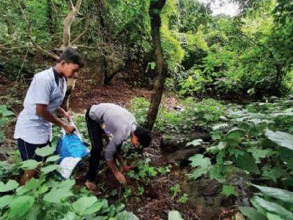 A 120-year-old palm grove will stand in Mumbai | मुंबईत उभे राहणार १२० वर्षे जगणाऱ्या ताडाच्या झाडांचे जंगल 