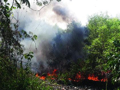 Kharfuttala fire on Palm Beach Road | पामबीच रोडवर खारफुटीला आग