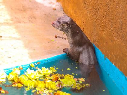 An extremely rare water cat was pulled out of a well after 7 hours in Indapur | इंदापूर परिसरात अतिदुर्मिळ पाणमांजराला ७ तासानंतर विहिरीतून काढले बाहेर