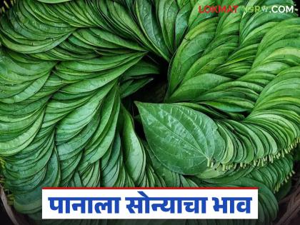 latest news Betel Leaf Market : Relief for betel leaf farmers; Prices rise in the market | Betel Leaf Market : पान उत्पादक शेतकऱ्यांना दिलासा; बाजारात भाव तेजीत latest news Betel Leaf Market : Relief for betel leaf farmers; Prices rise in the market | Betel Leaf Market : पान उत्पादक शेतकऱ्यांना दिलासा; बाजारात भाव तेजीत