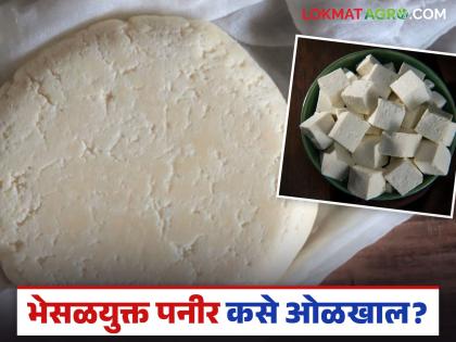 How to identify adulterated paneer? What are the side effects of such paneer on human health? Read in detail | भेसळयुक्त पनीर कसे ओळखाल? अशा पनीरचे मानवी आरोग्यावर काय होतात दुष्परिणाम? वाचा सविस्तर How to identify adulterated paneer? What are the side effects of such paneer on human health? Read in detail | भेसळयुक्त पनीर कसे ओळखाल? अशा पनीरचे मानवी आरोग्यावर काय होतात दुष्परिणाम? वाचा सविस्तर