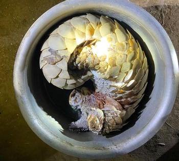 Pangolin hunting, both arrested | खवल्या मांजराची शिकार, दोघांना अटक