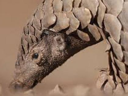 Hunting of over five and a half thousand pangolin across the country | देशभरात साडेपाच हजारांवर खवल्या मांजरांची शिकार