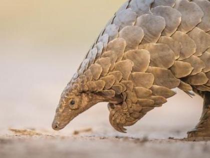 Pangolin free from Forest Department Transit Treatment Center | वनविभाग ट्रान्झिट ट्रीटमेंट सेन्टरमधून खवले मांजर निसर्गमुक्त