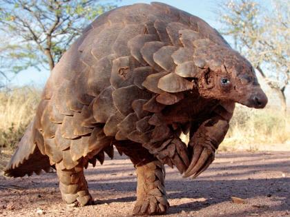 5500 pangolin hunted across the country | चिंताजनक! देशभरात साडेपाच हजारांवर खवले मांजरांची शिकार