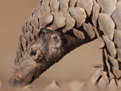 Action plan to prevent smuggling of pangolin | खवल्या मांजरांची तस्करी रोखण्यासाठी ॲक्शन प्लॅन