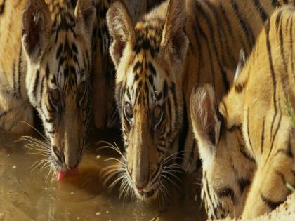 Have a 'nature experience' on Buddha Purnima; Enumerate wildlife from scaffolding | बुद्ध पौर्णिमेला घ्या 'निसर्ग अनुभव'; मचाणीहून करा वन्यप्राण्यांची प्रगणना