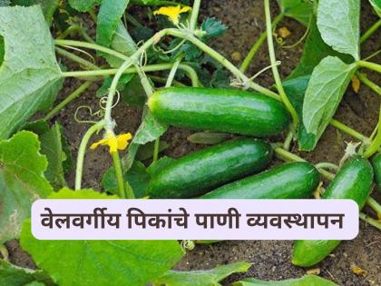 Latest News Read in detail how to manage water for vine crops during cold weather. | थंडीच्या दिवसांत वेलवर्गीय पिकांचे पाणी व्यवस्थापन कसे ठेवावे, वाचा सविस्तर Latest News Read in detail how to manage water for vine crops during cold weather. | थंडीच्या दिवसांत वेलवर्गीय पिकांचे पाणी व्यवस्थापन कसे ठेवावे, वाचा सविस्तर