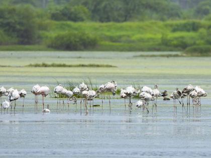 A haven for migratory birds from the Arctic, Russia, and Europe! See 250 bird species in Panaje | आर्क्टिक, रशिया, युरोपमधून आलेल्या स्थलांतरित पक्ष्यांचे आश्रयस्थान! पाणजेत पाहा २५० पक्ष्यांच्या प्रजाती