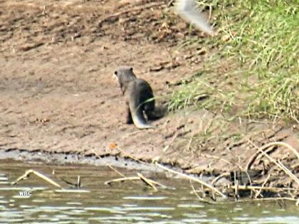 Rare water catfish in Krishna river basin | कृष्णा नदीपात्रात दुर्मीळ पाणमांजराचा वावर