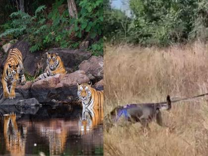 Tiger Hanged in Panna: Scary! The hunters hanged the tiger in the madhya pradesh forest; forest officials were also shocked to see the scene | Tiger Hanged in Panna: भयानक! शिकाऱ्यांनी पन्नाच्या जंगलात वाघाला फासावर लटकवले; दृश्य पाहून वनाधिकारीही हादरले