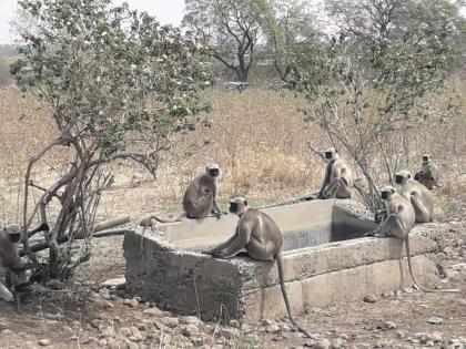 water pond dry in the forest of Washim district; Animal wanderd | वाशिम  जिल्ह्यातील जंगलातील पाणवठे कोरडे;  प्राण्यांची भटकंती 