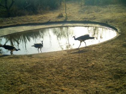 Pleasant! Increased water resources in the hills increased the number of birds and wildlife! | सुखद ! डोंगरपट्ट्यात जलसाठे वाढल्याने पक्षी, वन्यप्राण्यांची रेलचेल वाढली !