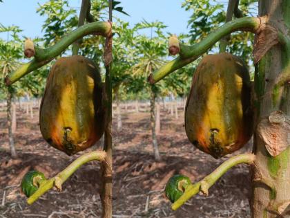 'Papaya' ate the farm! | ‘पपई’ने शेतशिवार खाल्ले! एका फळामागे हातात पडतो १ रुपया, अनेकांनी फिरविला नांगर