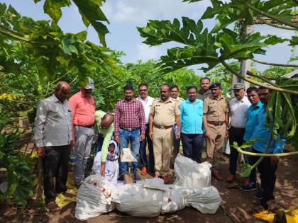 Cultivation of cannabis in papaya fields; 15 kg ganja seized, crime against farmer | पपईच्या शेतात गांजाची लागवड; १५ किलो गांजा जप्त, शेतकऱ्याविरोधात गुन्हा