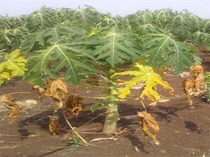 Large losses of papaya crops due to lack of water | पाण्याअभावी पपई पिकांचे मोठे नुकसान