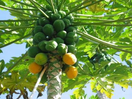 farmer attempted suicide as papaya dried up due to repeated light failure | वारंवार लाईट गूल होत होण्यानं पपई सुकू लागली, रागाने शेतकऱ्याकडून आत्महत्येचा प्रयत्न