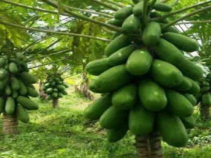 Demand for papaya from Beed district in Delhi; 13 lakh from papaya planted in four acres | बीड जिल्ह्यातील पपईला दिल्लीत मागणी; चार एकरांतील पपईतून १३ लाखांची बक्कळ कमाई