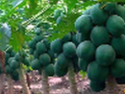 Apply weather-based insurance to papaya | पपईला हवामानावर आधारीत विमा लागु करा