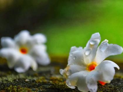 If you have a prajakta tree near your house, you are as lucky as you! | तुमच्या घराजवळ प्राजक्ताचे झाड असेल तर तुमच्यासारखे नशीबवान तुम्हीच!