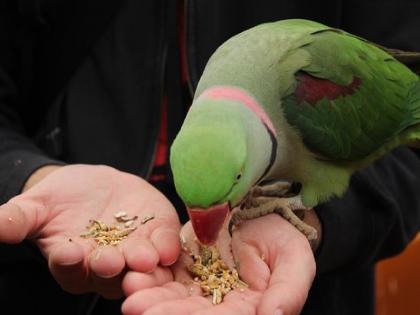 Don't play with wildlife, if you share a video while feeding a parrot, you will go to jail! | वन्यजीवांशी खेळू नका, पोपटाला खाऊ घालताना व्हिडीओ शेअर कराल तर कोठडीत जाल !