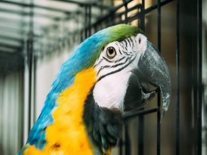 Parrot testifies in murder case 9 years ago; court sentenced two accused to life imprisonment, incident in Agra | 9 वर्षांपूर्वी झालेल्या हत्येच्या प्रकरणात पोपटाने दिली साक्ष; कोर्टाने सुनावली जन्मठेपेची शिक्षा