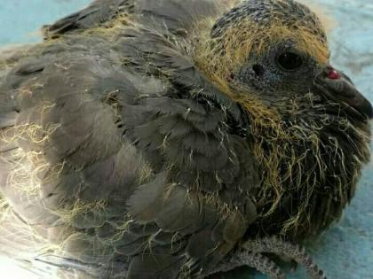 Washim: life given to the injured bird by 'Nylon' |  वाशिम: ‘नायलॉन’ मांजामुळे जखमी झालेल्या पक्ष्याला दिले  जीवदान