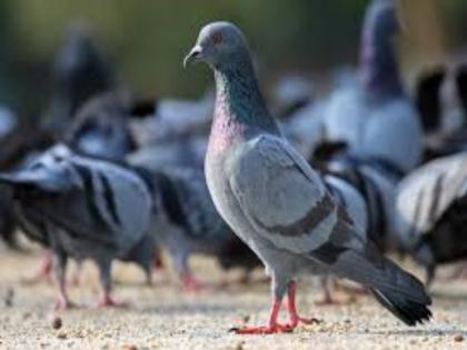 Fine to public who give food for birds in the pune | पुणेकरांवर आली कबुतर जा जा म्हणण्याची वेळ ; महापालिकेने उचलले " हे " पाऊल...