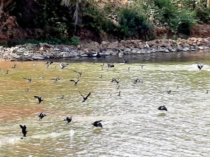 Free movement of birds in Sawantwadi Moti Lake | हे दृश्य विलोभनीय, मन प्रफुल्लित होते.--सावंतवाडी मोती तलावात पक्ष्यांचा मुक्त संचार 