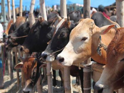 A summer rush of cattle | ऐन उन्हाळ्यात पशुधनाची होरपळ