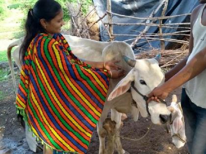 Lokmat Impact, Livestock Supervisor came and got vaccinated against 504 cattle | लोकमत इम्पॅक्ट, पशुधन पर्यवेक्षक आले अन् ५०४ गुरांवर लसीकरण झाले