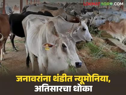 Latest News Animals are salivating in the cold, risk of pneumonia and diarrhea, appeal from the Agriculture Department | थंडीत जनावरांना लाळ खुरकत, न्यूमोनियासह अतिसारचा धोका, कृषी विभागाचे आवाहन Latest News Animals are salivating in the cold, risk of pneumonia and diarrhea, appeal from the Agriculture Department | थंडीत जनावरांना लाळ खुरकत, न्यूमोनियासह अतिसारचा धोका, कृषी विभागाचे आवाहन