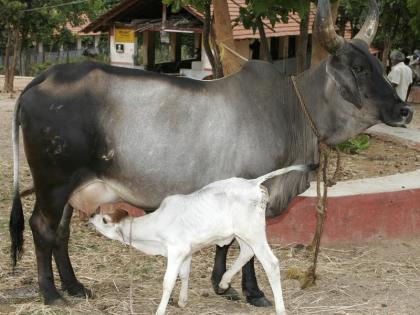 In the problem of animal husbandry in 13 villages, due to lack of cattle development officials | पशूधन विकास अधिका-यांअभावी १३ गावांतील पशूपालक अडचणीत