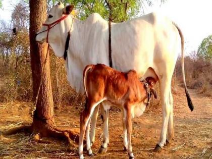 Feedback in Malegaon taluka; Livestock danger | मालेगाव तालुक्यात चाराटंचाई; पशुधन धोक्यात