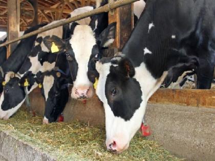 After the increase in milk price, animal feed prices increased, There was an increase of 30 percent | दूध दोन रुपयांनी, मात्र पशुखाद्याच्या दरात झाली 'इतक्या' टक्क्यांनी वाढ; शेतकऱ्यांना झटका