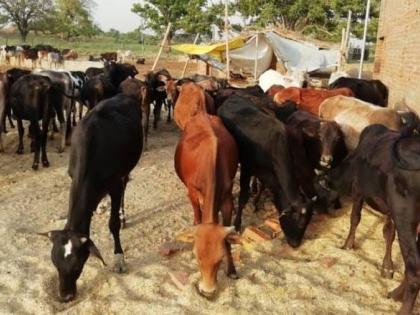 Veterinary center without livestock development officers for 28 months | पशूवैद्यकीय केंद्र २८ महिन्यांपासून पशूधन विकास अधिकाऱ्यांविना