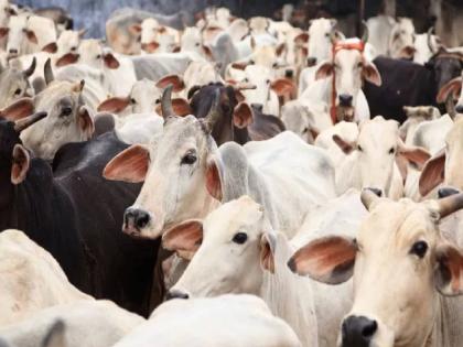 Editorial articles Why is count of livestock in the country important? | देशातल्या पशुधनाची गणना का महत्त्वाची आहे?