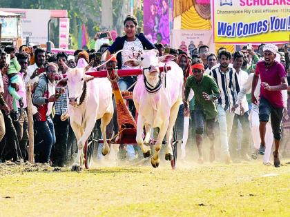 History created by Sangram-Devagiri in Women Shankarpat of Talegaon | तळेगावच्या महिला शंकरपटात संग्राम-देवगिरीने रचला इतिहास